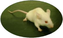 実験用動物:マウス